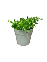Load image into Gallery viewer, Flower Pot Mini