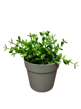 Load image into Gallery viewer, Flower Pot Mini