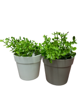 Load image into Gallery viewer, Flower Pot Mini