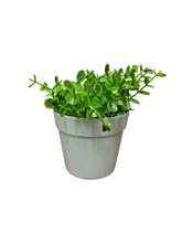 Load image into Gallery viewer, Flower Pot Mini
