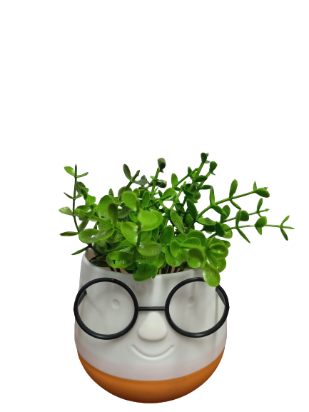 Flower Pot : Spectacles